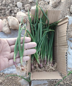 小众送妈妈的花有哪些花