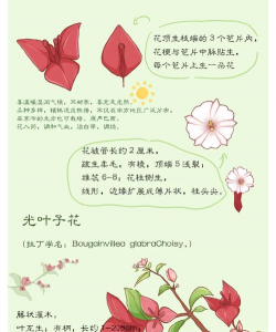 小众送妈妈的花有哪些花