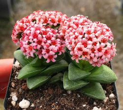 小众送妈妈的花有哪些花