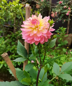 小众送妈妈的花有哪些花