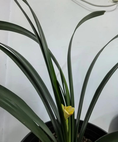 小众送妈妈的花有哪些花