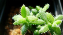 小众送妈妈的花有哪些花