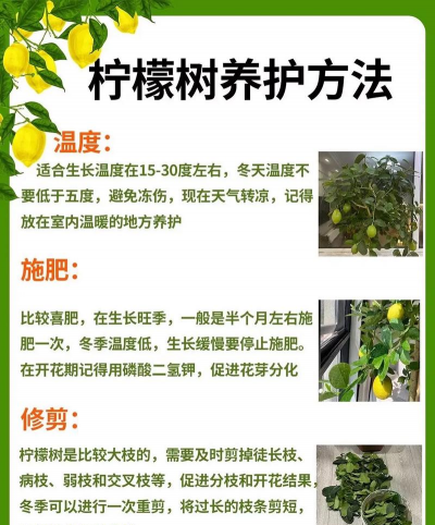 如何养殖柠檬