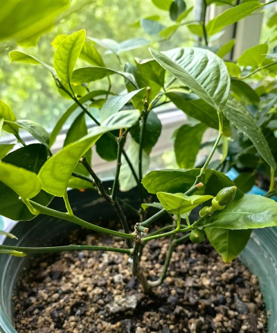 小众送妈妈的花有哪些花