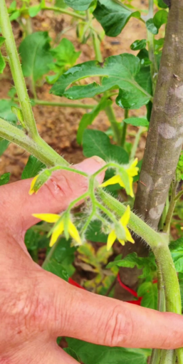小众送妈妈的花有哪些花