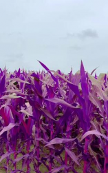 小众送妈妈的花有哪些花