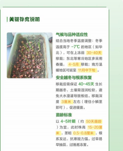 小众送妈妈的花有哪些花