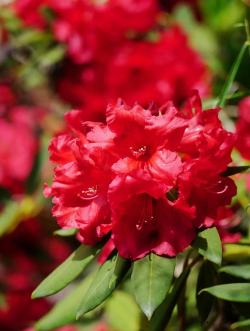 小众送妈妈的花有哪些花