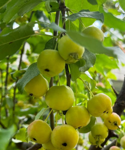 小众送妈妈的花有哪些花