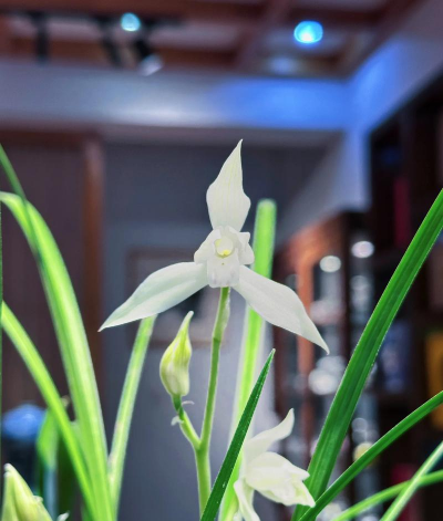 小众送妈妈的花有哪些花