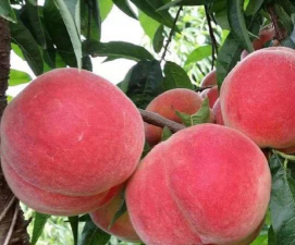 突围桃为什么叫突围桃