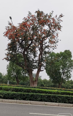 阜阳适合种什么树