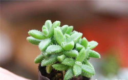 小众送妈妈的花有哪些花