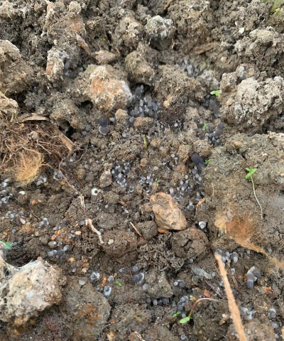 小众送妈妈的花有哪些花