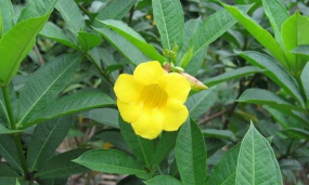 软枝黄蝉为什么叫男人花