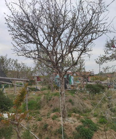 小众送妈妈的花有哪些花