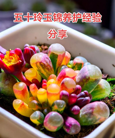 小众送妈妈的花有哪些花