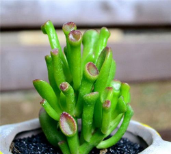 小众送妈妈的花有哪些花