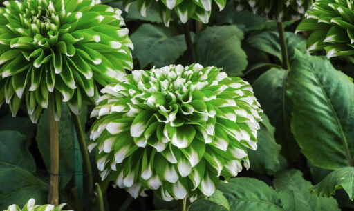 小众送妈妈的花有哪些花