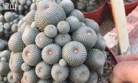 小众送妈妈的花有哪些花