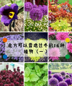 北京种什么能过冬