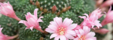 小众送妈妈的花有哪些花