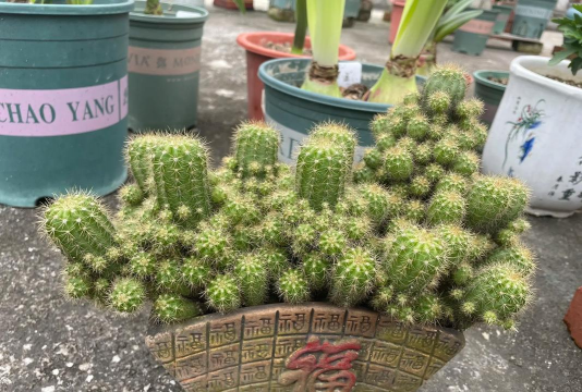 小众送妈妈的花有哪些花