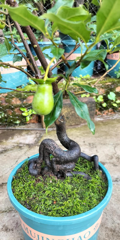 小众送妈妈的花有哪些花