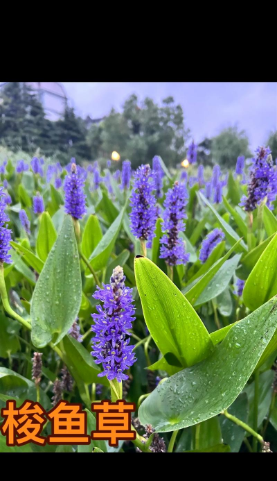 小众送妈妈的花有哪些花