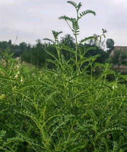 小众送妈妈的花有哪些花
