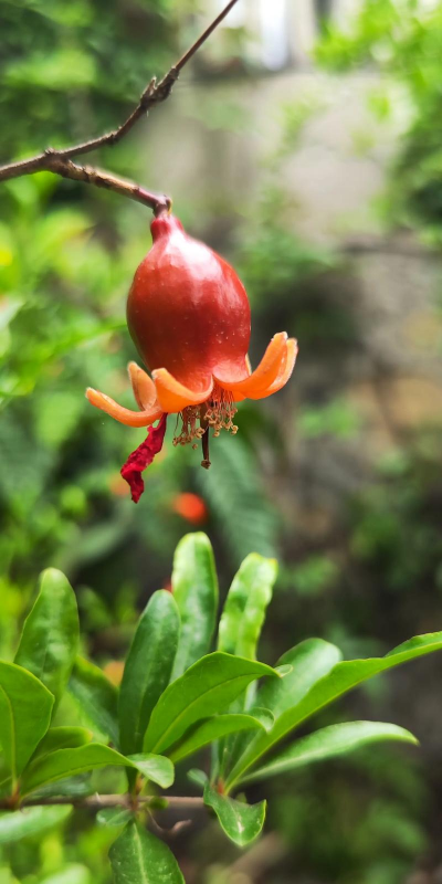 小众送妈妈的花有哪些花