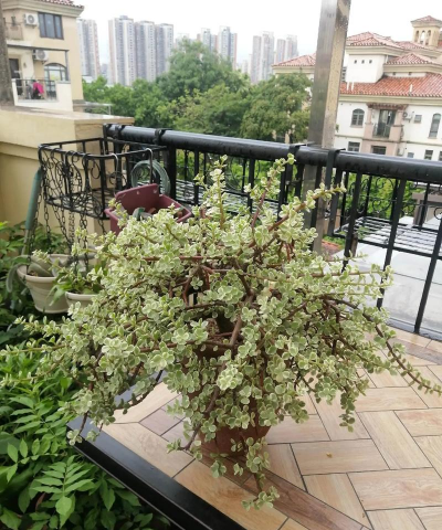 小众送妈妈的花有哪些花