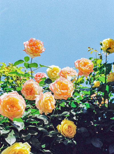 小众送妈妈的花有哪些花