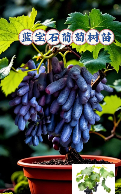 蓝宝石葡萄可以露天种植吗