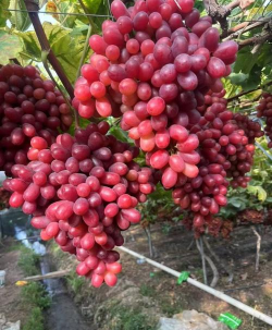 小众送妈妈的花有哪些花