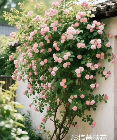 小众送妈妈的花有哪些花