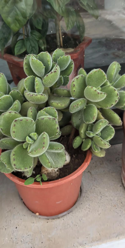 小众送妈妈的花有哪些花