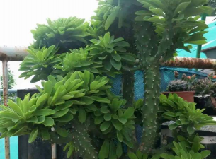 小众送妈妈的花有哪些花