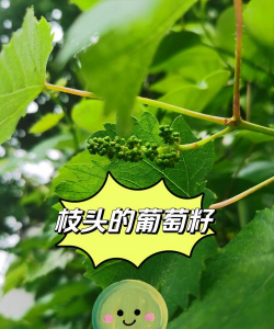 用葡萄籽种出的葡萄长葡萄吗