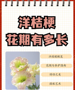 小众送妈妈的花有哪些花