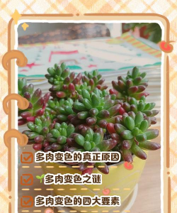 小众送妈妈的花有哪些花