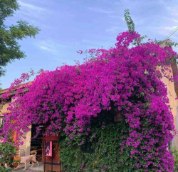 小众送妈妈的花有哪些花