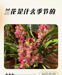 小众送妈妈的花有哪些花