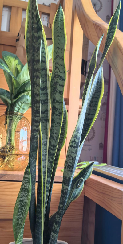 小众送妈妈的花有哪些花