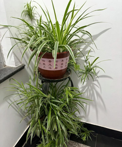 小众送妈妈的花有哪些花