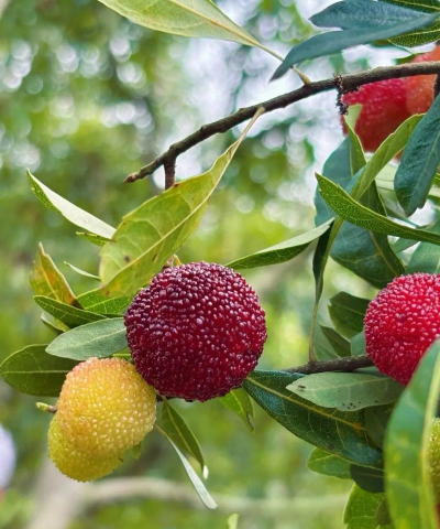 小众送妈妈的花有哪些花