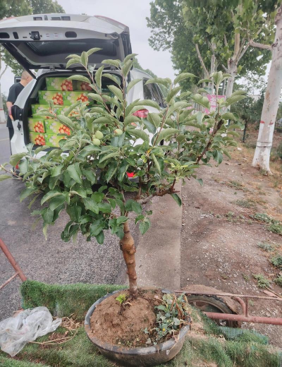 小众送妈妈的花有哪些花
