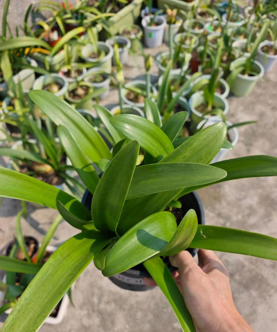 小众送妈妈的花有哪些花