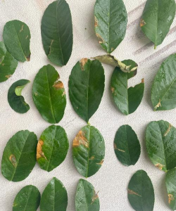 小众送妈妈的花有哪些花