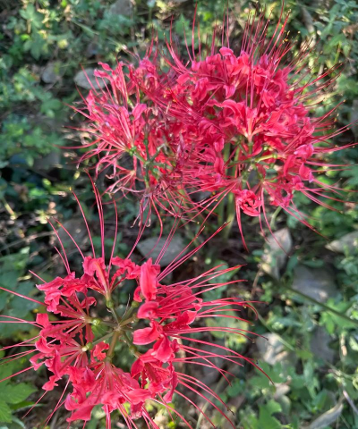 招蛇的花有哪些花